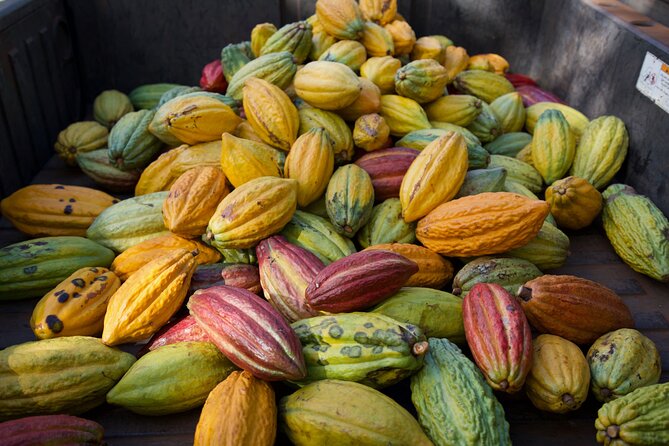 Lahaina: Maui Ku'ia Estate Guided Cacao Farm Tour and Tasting - Group size, seating, and the small-group promise