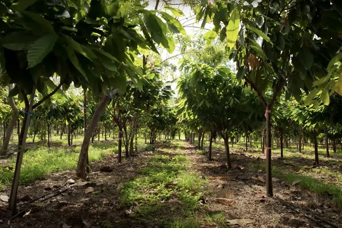 Lahaina: Maui Ku'ia Estate Guided Cacao Farm Tour and Tasting - Weather, footwear, and practical timing