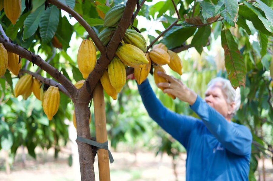 Lahaina: Maui Ku'ia Estate Guided Cacao Farm Tour & Tasting - Walking through more than 20 acres of cacao