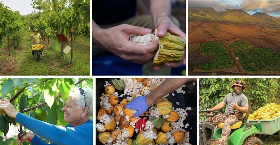 Lahaina: Maui Ku'ia Estate Guided Cacao Farm Tour & Tasting - A tasting above the trees