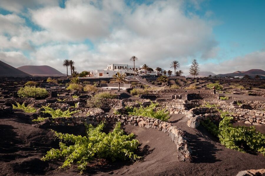 Lanzarote: Vineyard Tour with Wine and Chocolate Tasting - What you actually get for $28