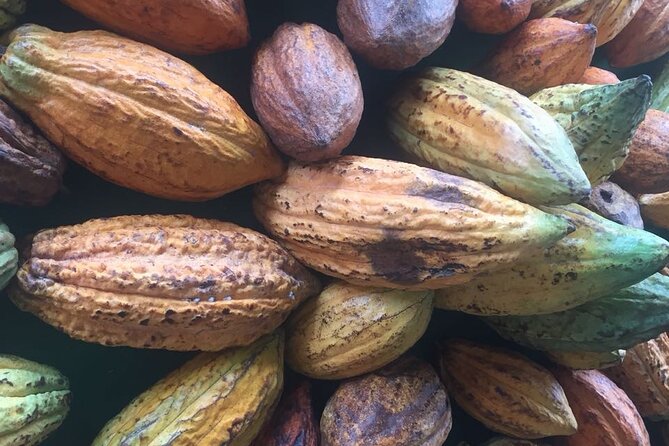 Make your own Bean to Bar Chocolate Factory Tour - Roast cocoa in the industrial machines