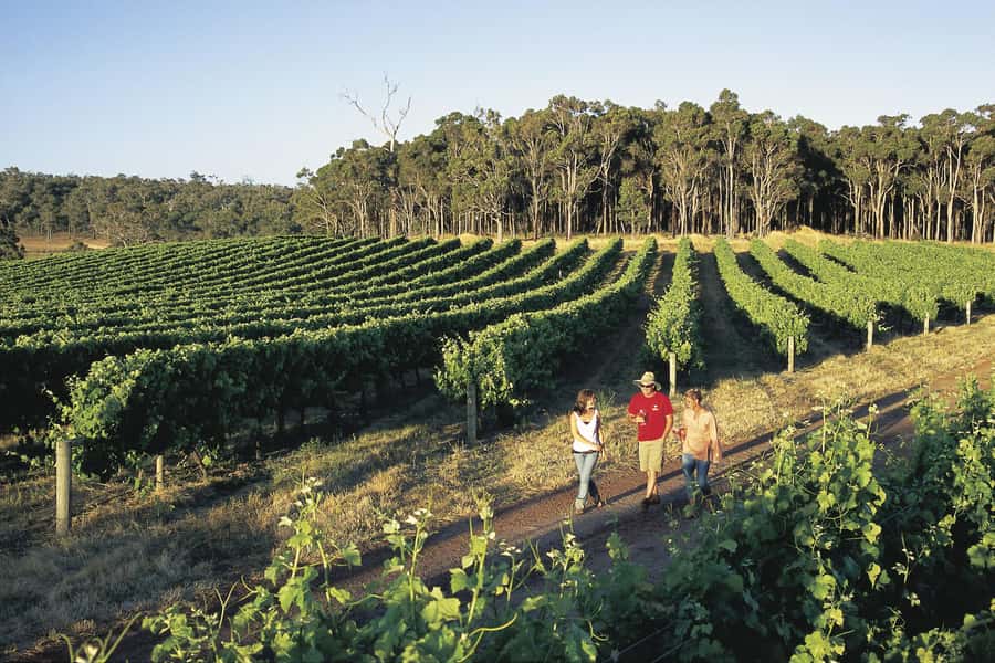 Margaret River, Chocolate, Wine & Coast Day Trip from Perth - Cowaramup and its 42 fiberglass cows