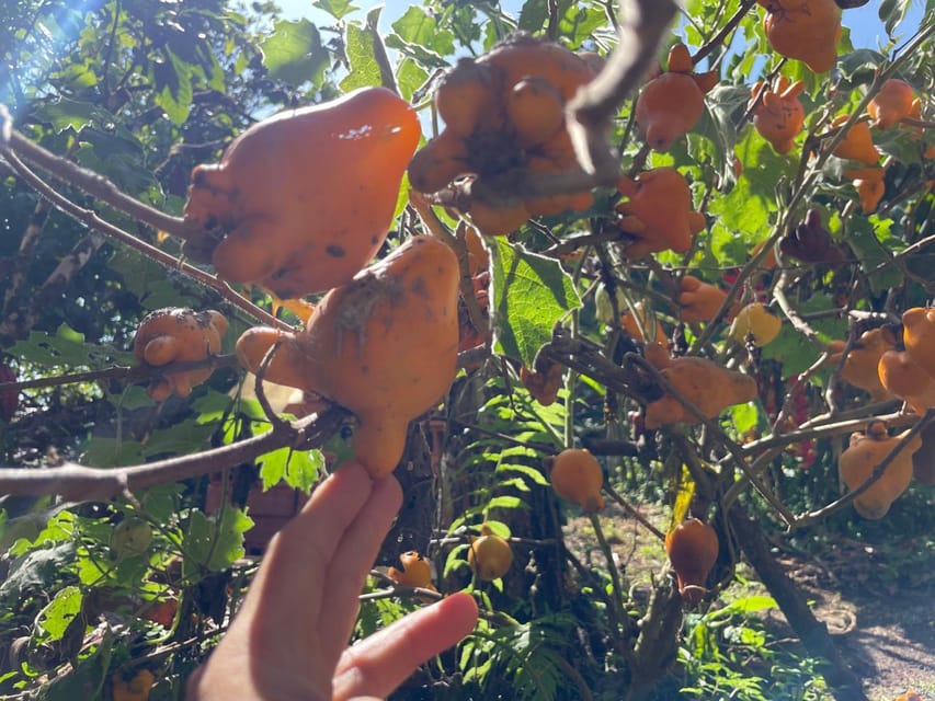 Medellín: Chocolate Tour & Exfoliation in beautiful river - Breakfast and lunch at the farm