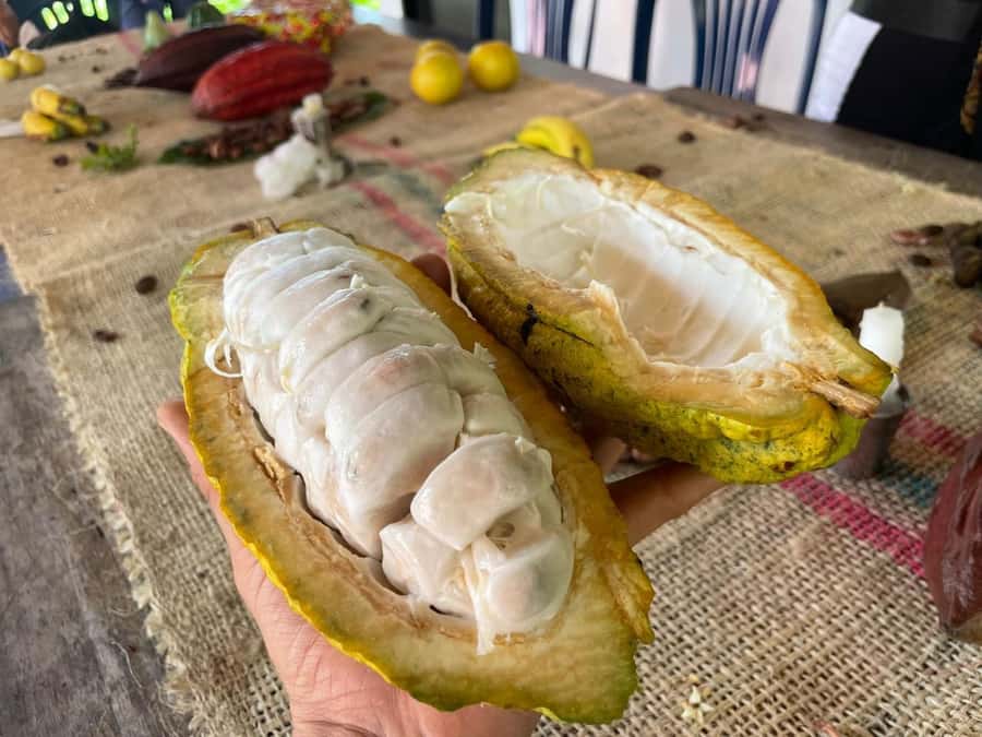 Medellín: Chocolate Tour & Exfoliation in beautiful river - Making your own bar to take home