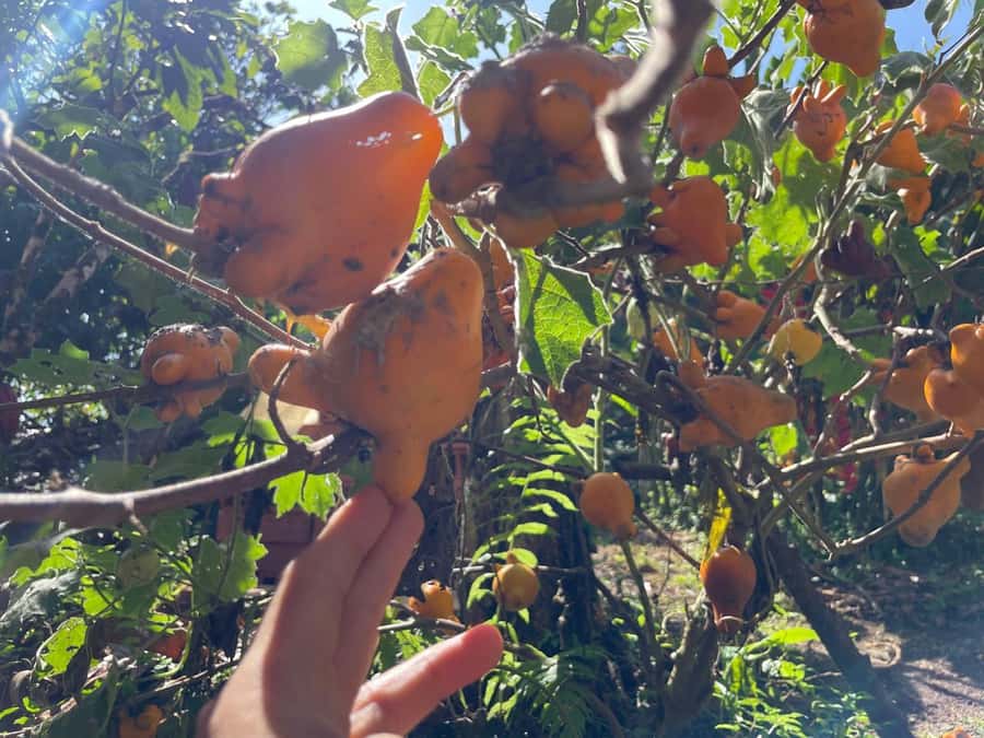 Medellín: Chocolate Tour & Exfoliation in beautiful river - Cocoa butter beside the river