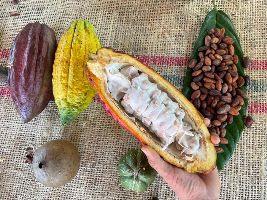 Medellín: Chocolate Tour & Exfoliation in beautiful river - Leaving Medellín for Cocorná