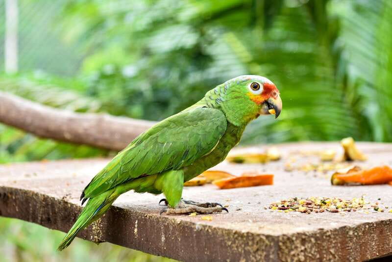 Mérida: Uxmal, Cenote and Chocolate Museum Choco-Story - Uxmal admission is not included