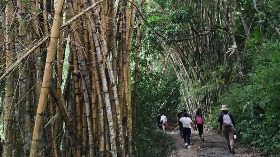 Minca: Hidden Waterfall + Coffee and Cocoa Workshop - The first 50-minute walk through Minca