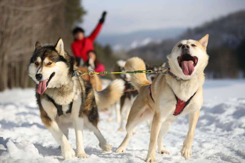 Mont-Tremblant: Guided Dogsledding Tour with Hot Chocolate - Key points to know before you book