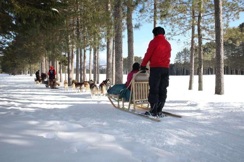 Mont-Tremblant: Guided Dogsledding Tour with Hot Chocolate - Helping harness the dogs before the sled leaves