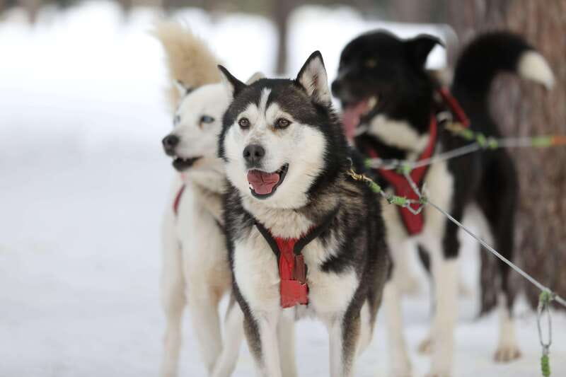 Mont-Tremblant: Guided Dogsledding Tour with Hot Chocolate - Hot chocolate and cookies in the yurt