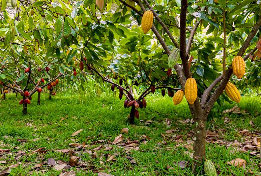 Oahu: Chocolate Farm Tour with Tasting - Kamananui Cacao - Walking among cacao trees and fresh pods