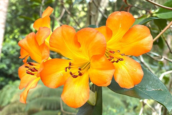 Princeville Botanical Gardens Tour and Chocolate Tasting Ticket - A shaded tasting of chocolate from around the world