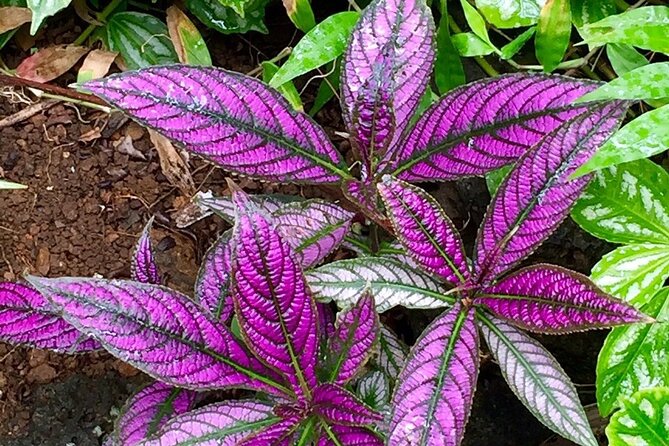 Princeville Botanical Gardens Tour and Chocolate Tasting Ticket - Weather, mosquitoes, and what to wear