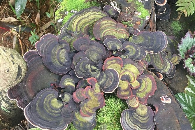 Princeville Botanical Gardens Tour and Chocolate Tasting Ticket - How the $126 price measures up