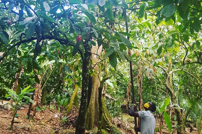 Private Chocolate Making Class - Learning why cacao matters in St Lucia