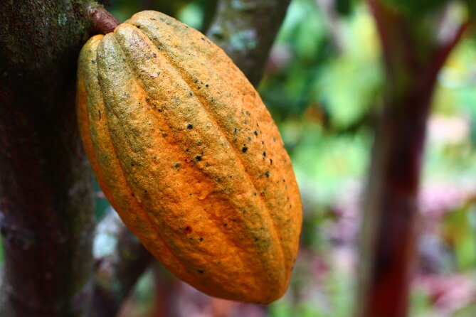 Private Dark Chocolate Tasting Tour in Paris - What the two-hour chocolate lesson is really about