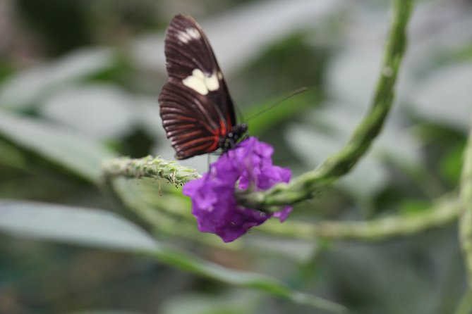 Private Full-Day Mindo Cloud Forest,Butterfly Farm, Chocolate Tour bird watching - San Tadeo Birding and the hand-feeding highlight