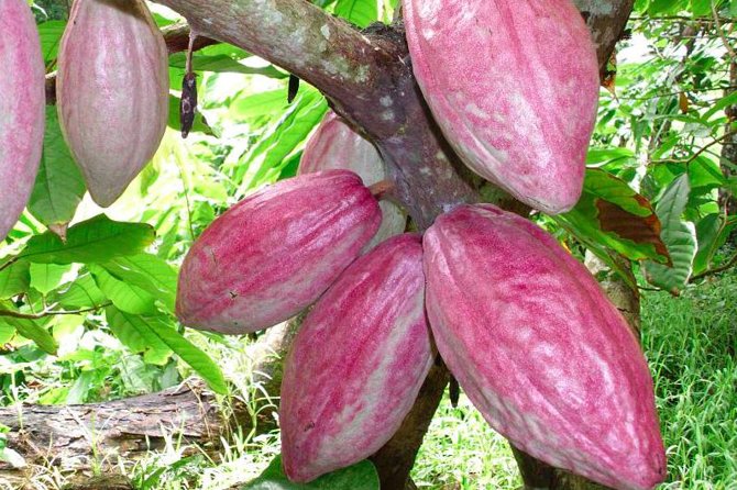 Private Tour to Aelan Chocolate Factory in Port Vila - ACTIV’s role gives the factory a wider purpose