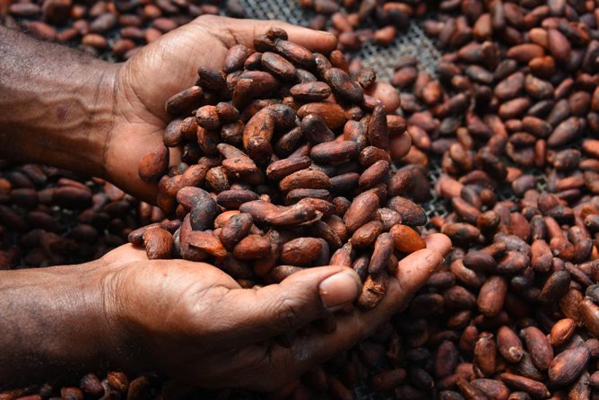 Private Tour to Aelan Chocolate Factory in Port Vila - The $11 price and what you receive