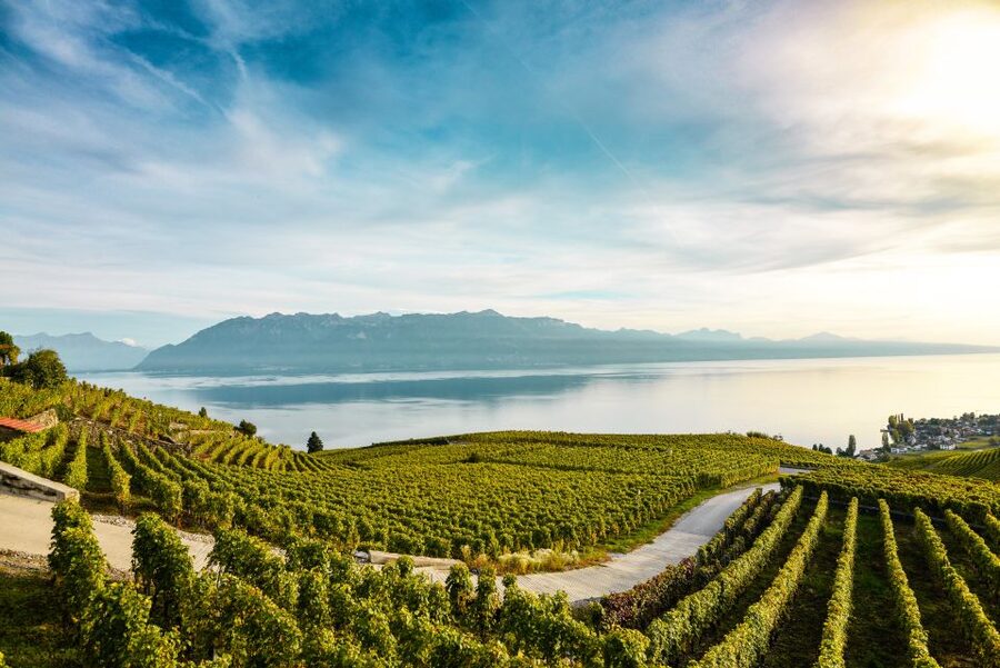 Private Tour to Gruyeres with Cheese and Chocolate Factory - Lavaux Vineyard Terraces and the first big view