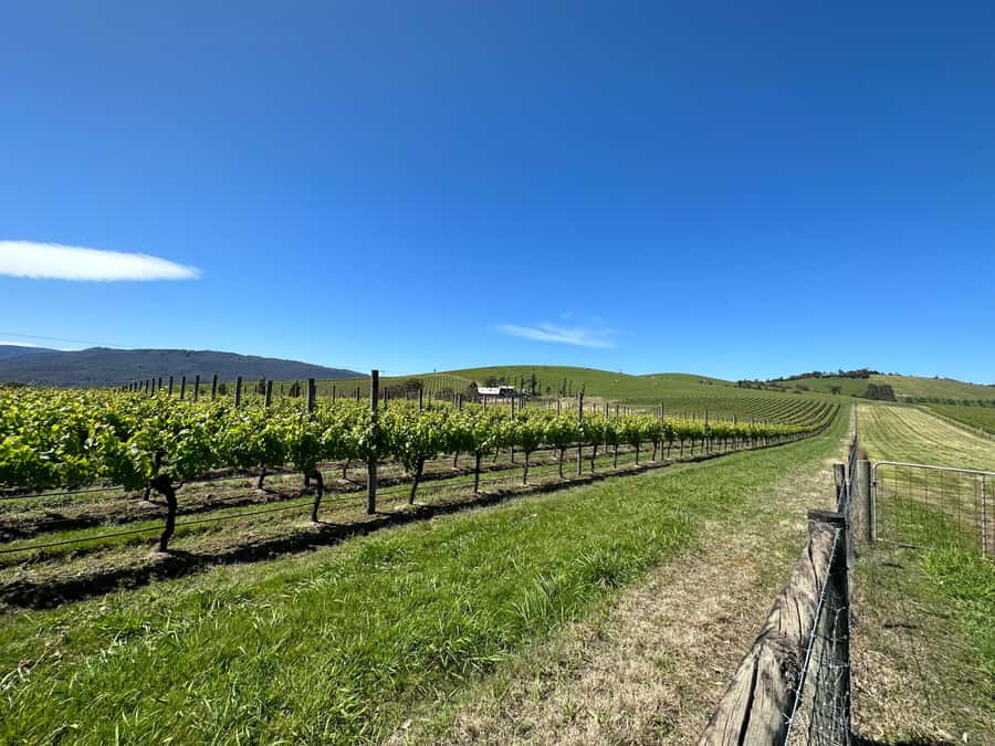 Private Tour: Yarra Valley Wine, Cheese, Gin & Chocolatrie - Morning tastings at two or three wineries