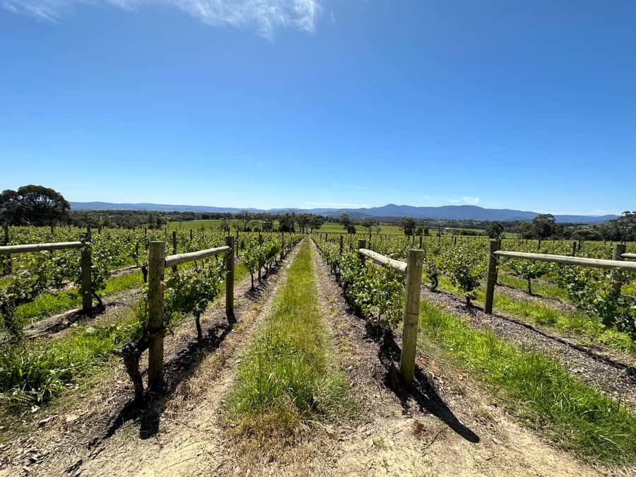 Private Tour: Yarra Valley Wine, Cheese, Gin & Chocolatrie - Lunch with a glass or tasting paddle