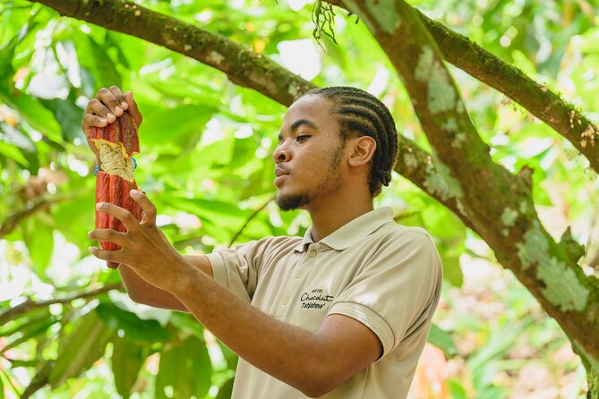 Project Chocolat Tree to Bar Tour at Hotel Chocolat Saint Lucia - What makes Project Chocolat different