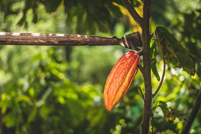 Project Chocolat Tree to Bar Tour at Hotel Chocolat Saint Lucia - Is $124 per person good value?