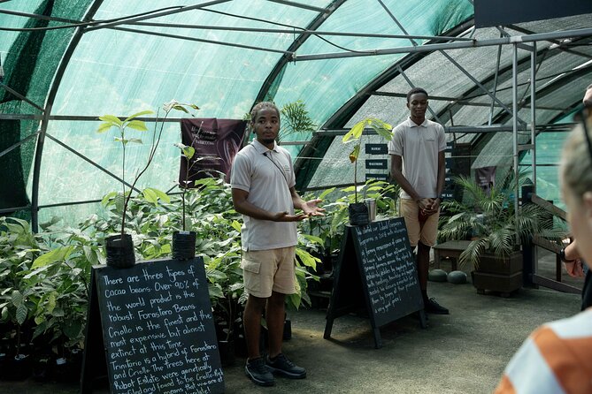 Project Chocolat Tree to Bar Tour at Hotel Chocolat Saint Lucia - Timing, group size, and physical demands