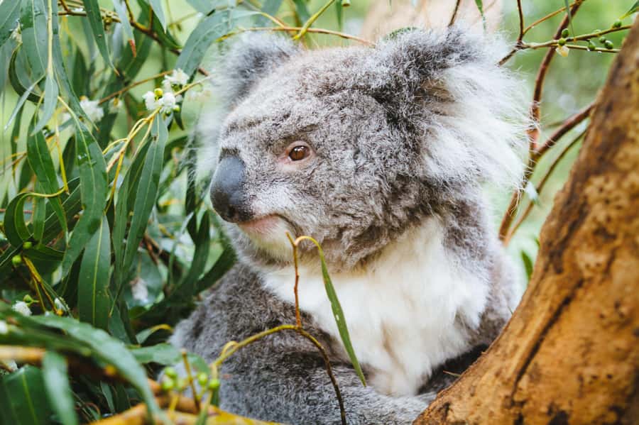 Puffing Billy, Healesville Sanctuary & Chocolatier - Healesville Sanctuary and Australia’s native animals