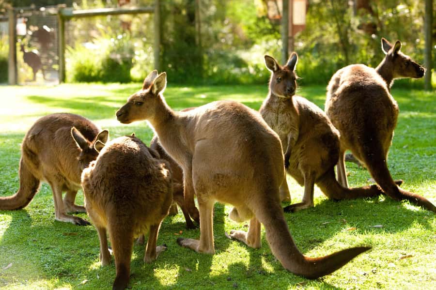 Puffing Billy, Healesville Sanctuary & Chocolatier - Should you book the Puffing Billy, wildlife, and chocolate tour?