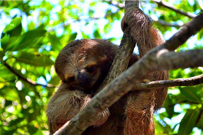 Roatan ATV Sightseeing, Sloth & Monkeys, Chocolate & Rum Factory - Hilltop views and photo stops