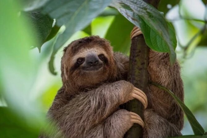 Roatán Island Tour: Sloth & Monkey Park, Rum, and Chocolate - Meeting your driver at Coxen Hole or Mahogany Bay