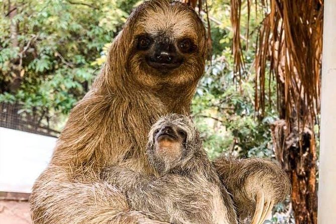 Roatan Monkey and Sloth Tour with Chocolate and Rum Factory - Why the sloth encounter is the heart of the tour