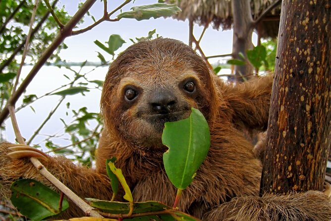 Roatan Zipline Adventure, Sloths & Monkeys,Chocolate Factory Tour - How Much Value Do You Get for $88?