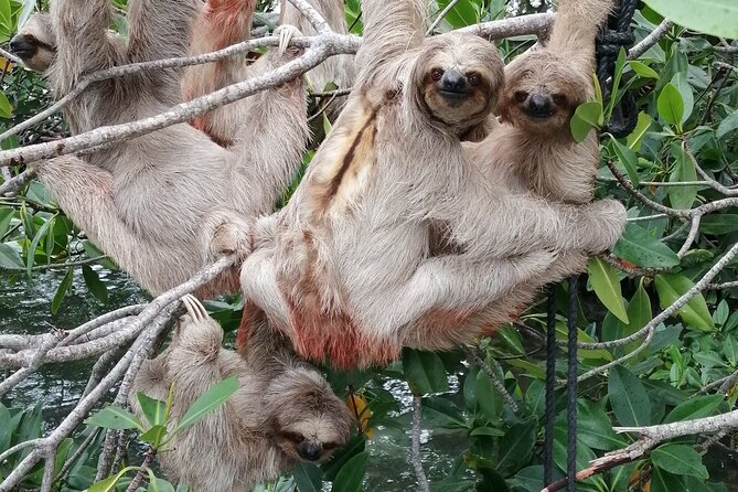Roatan Zipline Adventure, Sloths & Monkeys,Chocolate Factory Tour - Choosing a Guide and Managing the Day