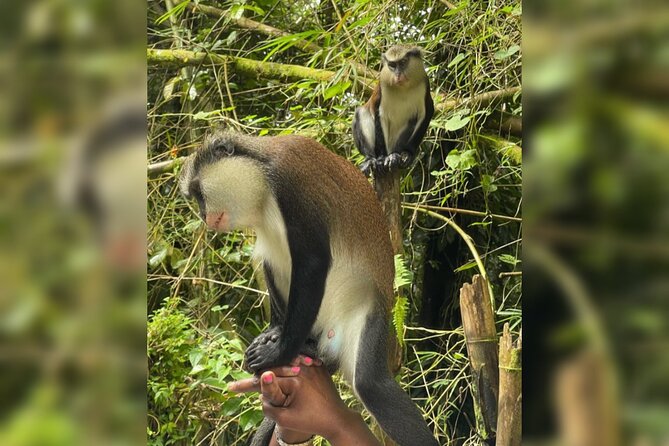 Taxi & Tours in Grenada , Chocolate factory, & more. - Waterfalls from Annandale to Concord