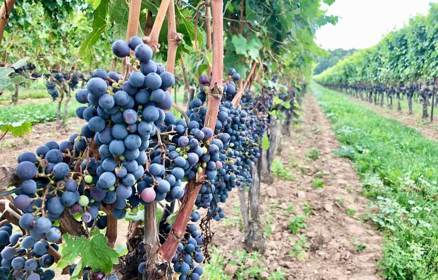 Toronto: Niagara-on-the-Lake, Wine Tasting & Chocolate Tour - Why the minibus and guide make a difference