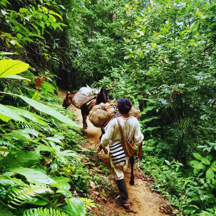 Trekking History and Indigenous Heritage in Minca + Cacao & Coffee + Waterfall - Why this Minca walk is more than a coffee stop
