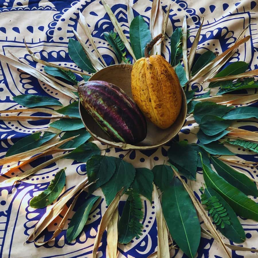Trekking History and Indigenous Heritage in Minca + Cacao & Coffee + Waterfall - Cabanas Bosque Cacao and the Arhuaco family farm
