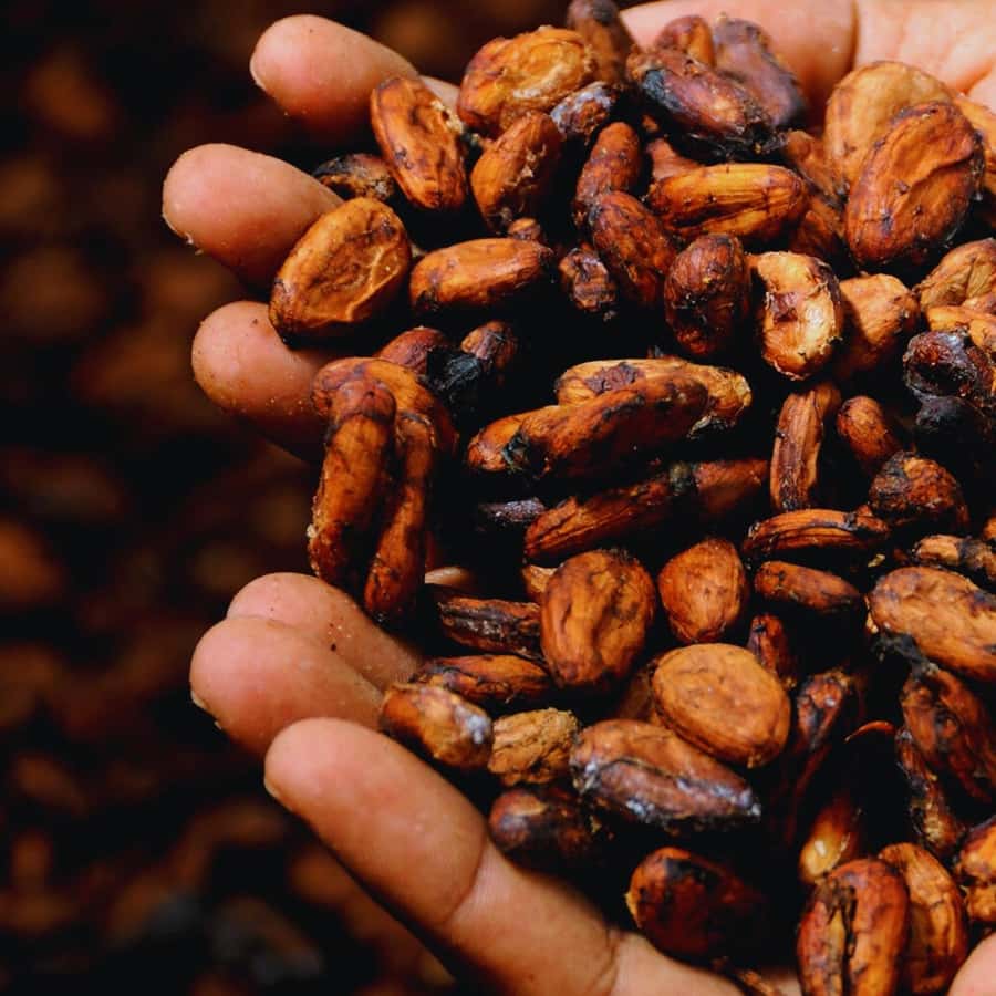 Trekking History and Indigenous Heritage in Minca + Cacao & Coffee + Waterfall - What the $41 price includes