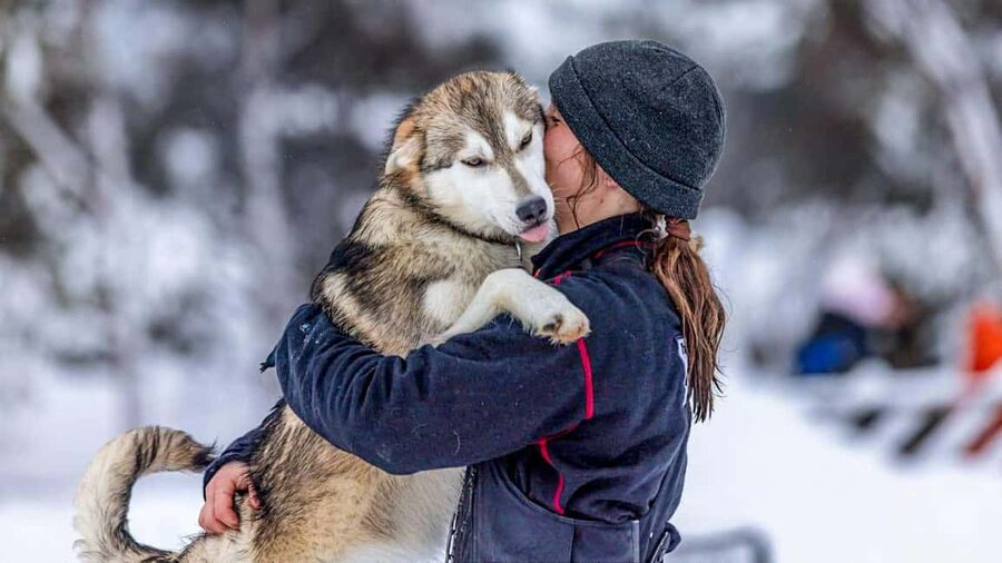 Tromsø: Husky Meet and Greet with Homemade Chocolate Cake - Key points to know before you book
