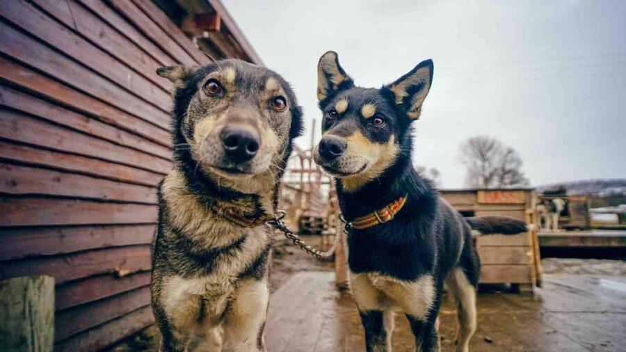 Tromsø: Husky Meet and Greet with Homemade Chocolate Cake - Practical booking advice