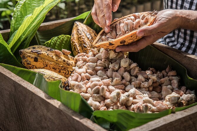 Tulum: Chocolate & Honey Sanctuary Experience with Cenote - What this three-hour outing is really about
