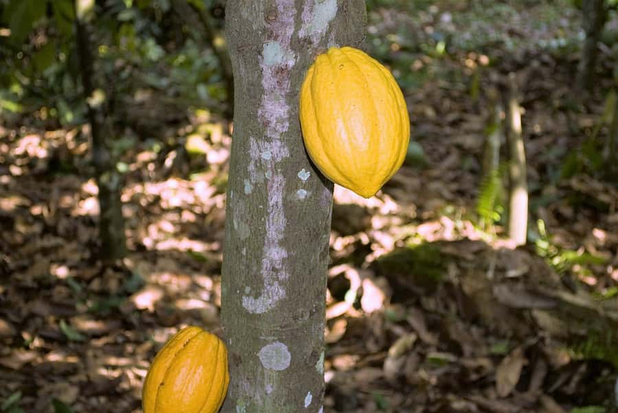 Visit Aburi Garden, Tetteh Quarshie Cocoa Farm & Waterfall - From Accra traffic to the Aburi Hills