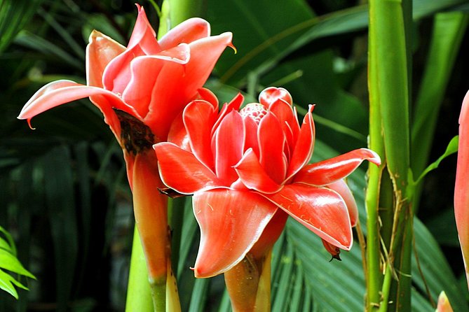 Waterfall, #1 On The Road to Hana, With Chocolate tour Historical - Is the $139.99 price fair?