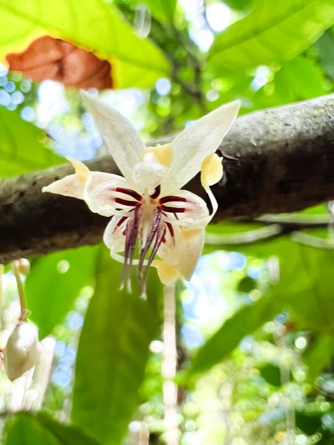 Waterfall, Chocolate Tour, Rainforest, Royal Historical - Key points to know before you book