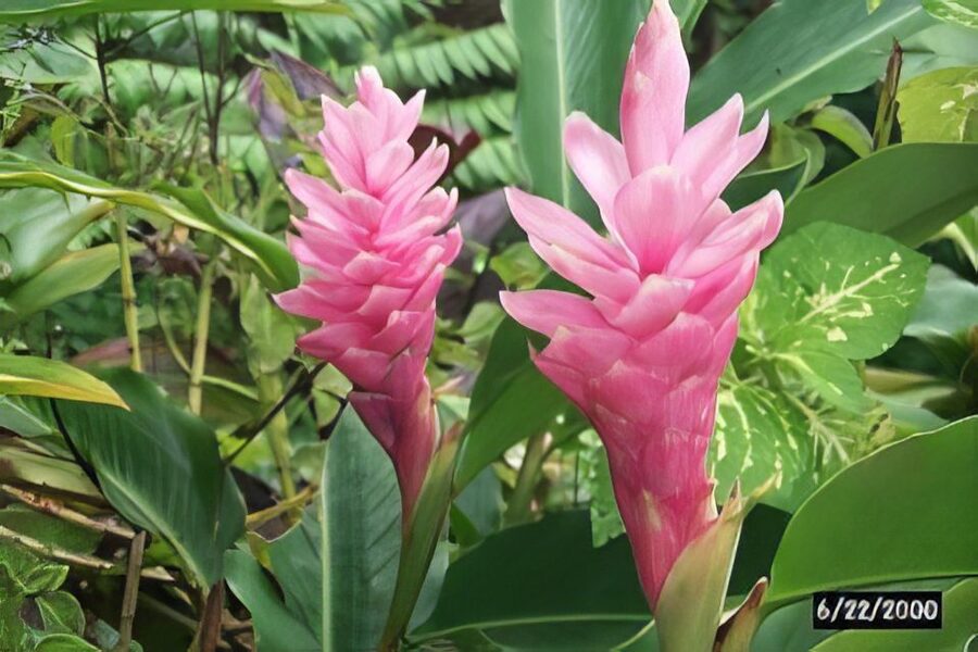 Waterfall, Chocolate Tour, Rainforest, Royal Historical - Should you book The Kings Gardens Maui?